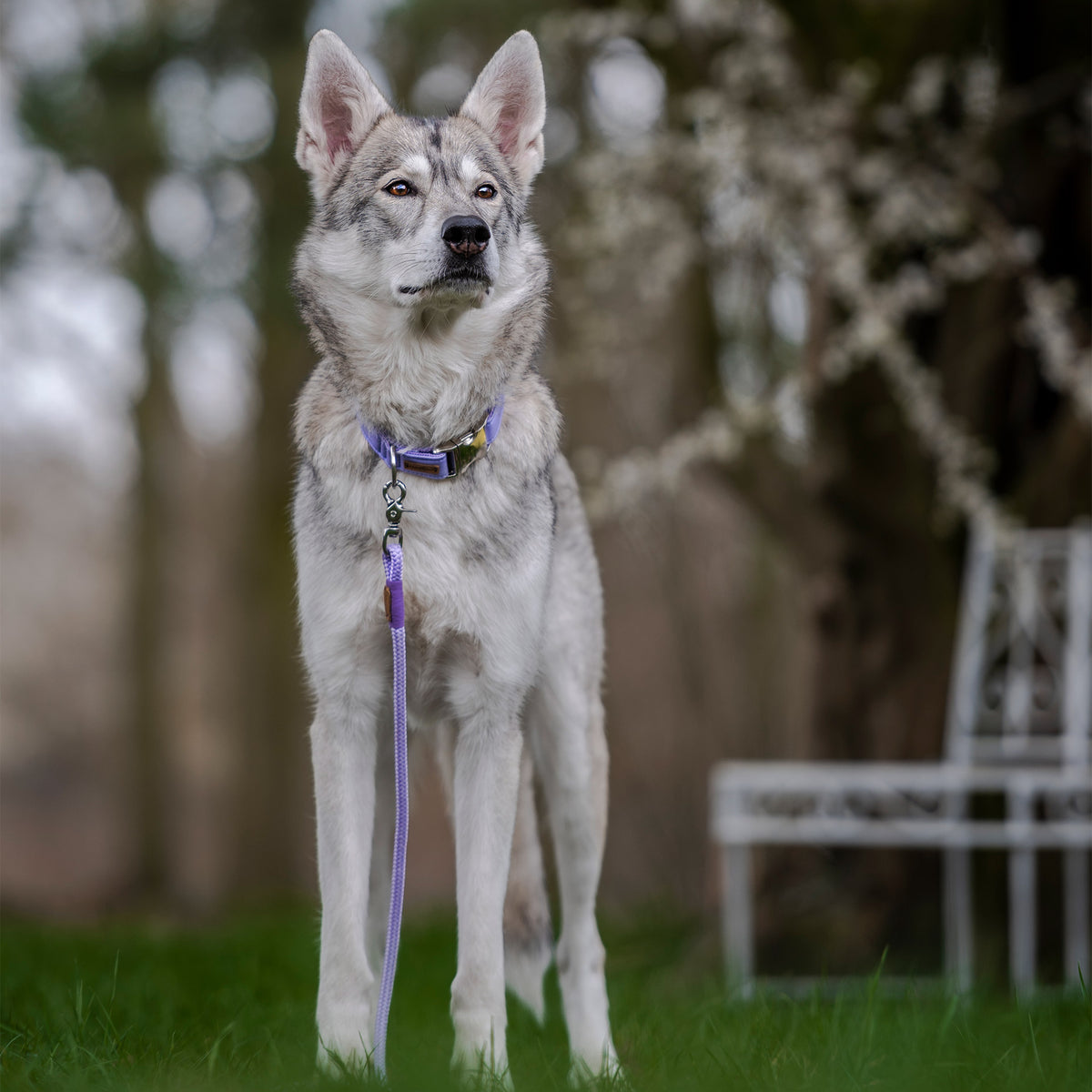 isartau Halsband Softie Lavendel – Stimmungsbild mit Hund