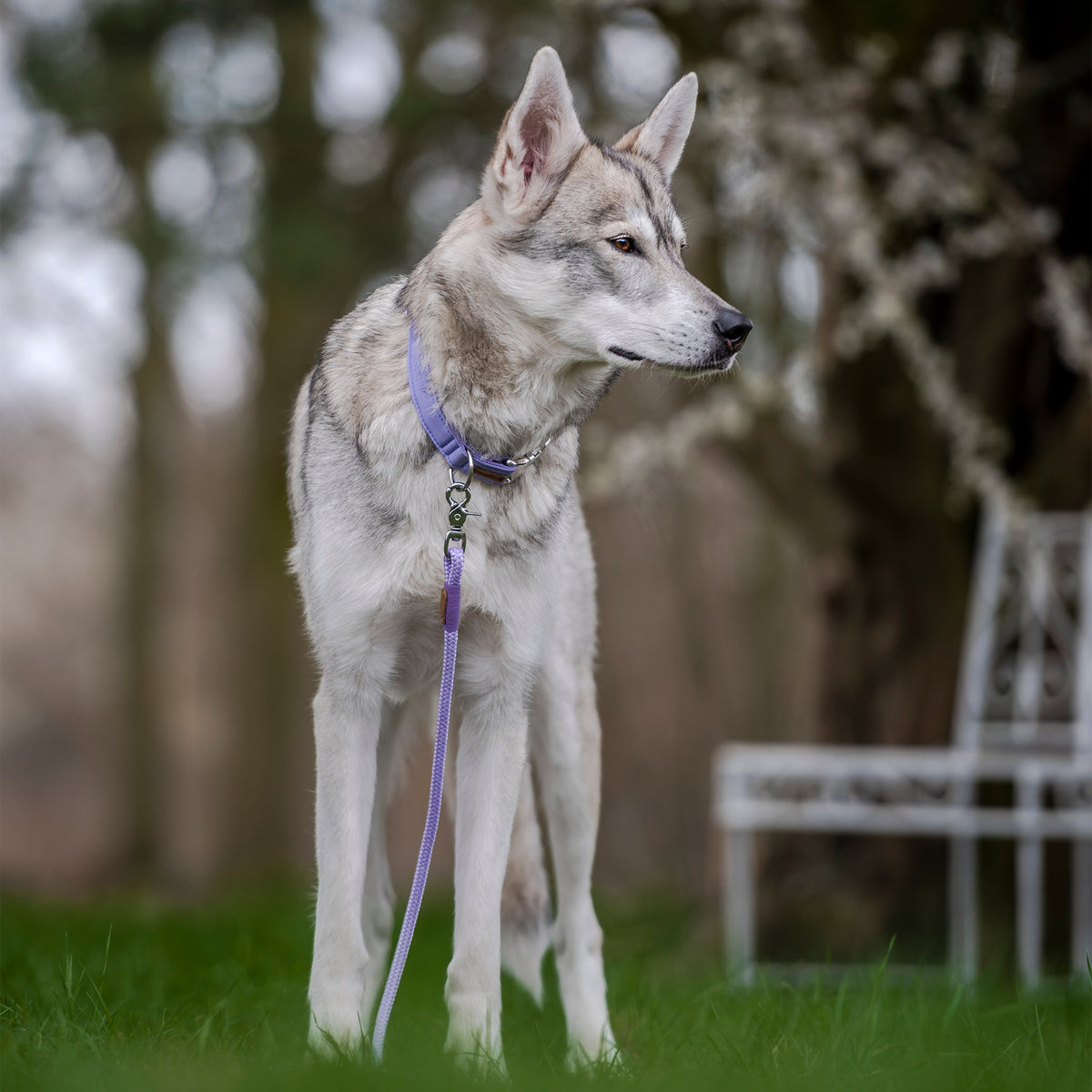 isartau Halsband Softie Lavendel – Stimmungsbild mit Hund