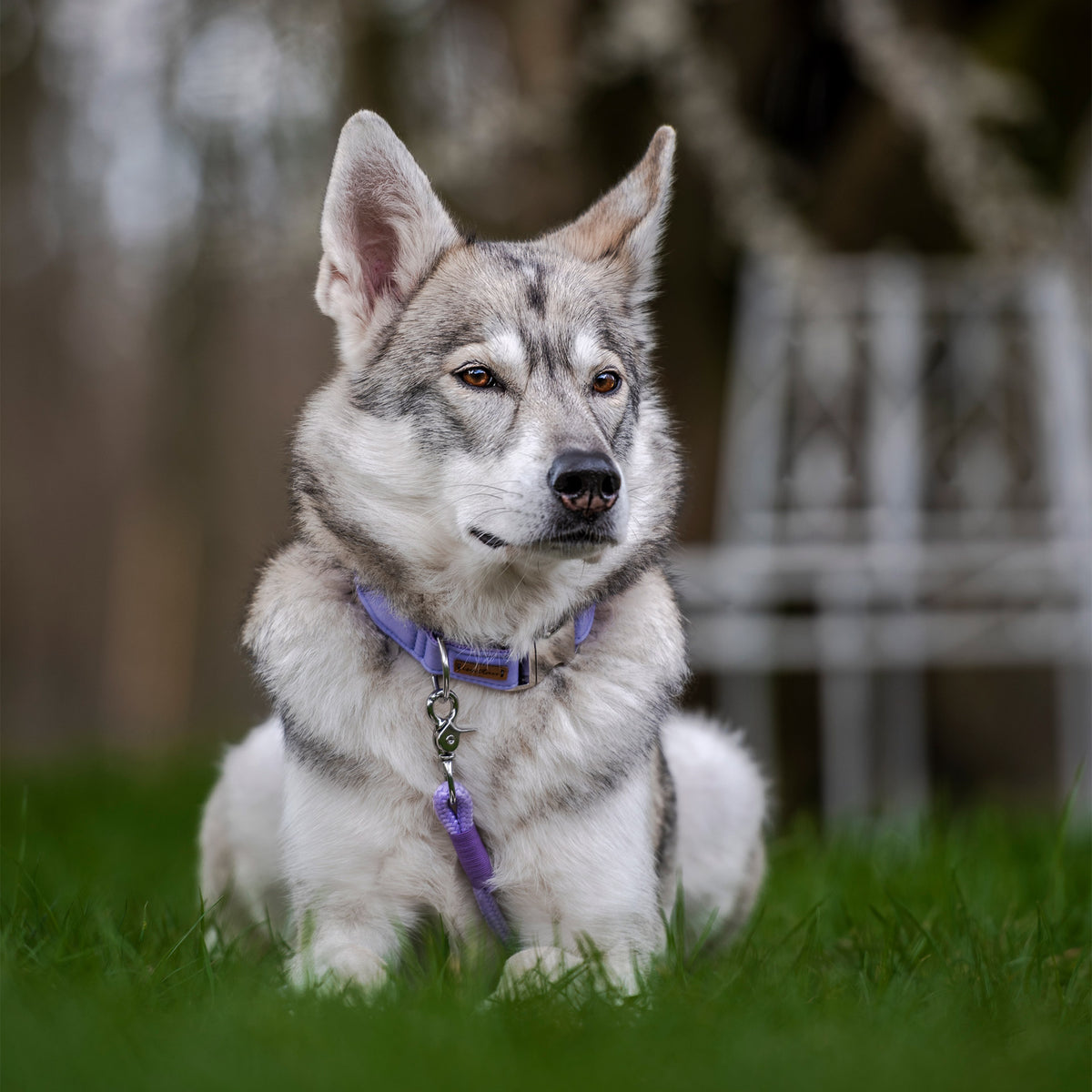 isartau Halsband Softie Lavendel – Stimmungsbild mit Hund