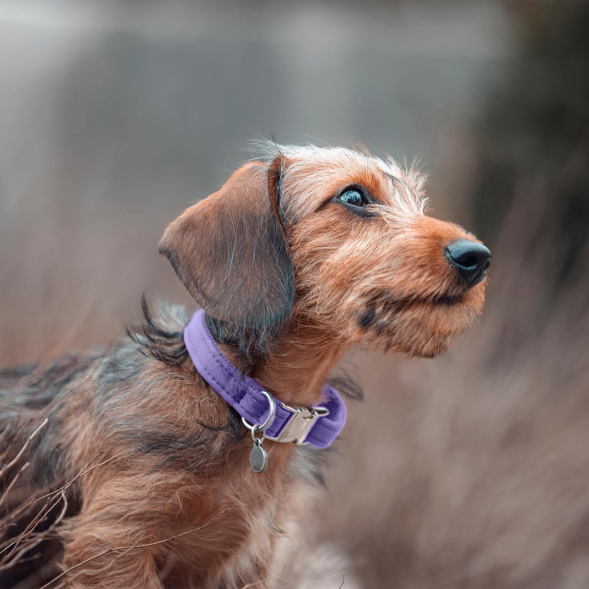 isartau Halsband Softie Lavendel – Stimmungsbild mit Welpe