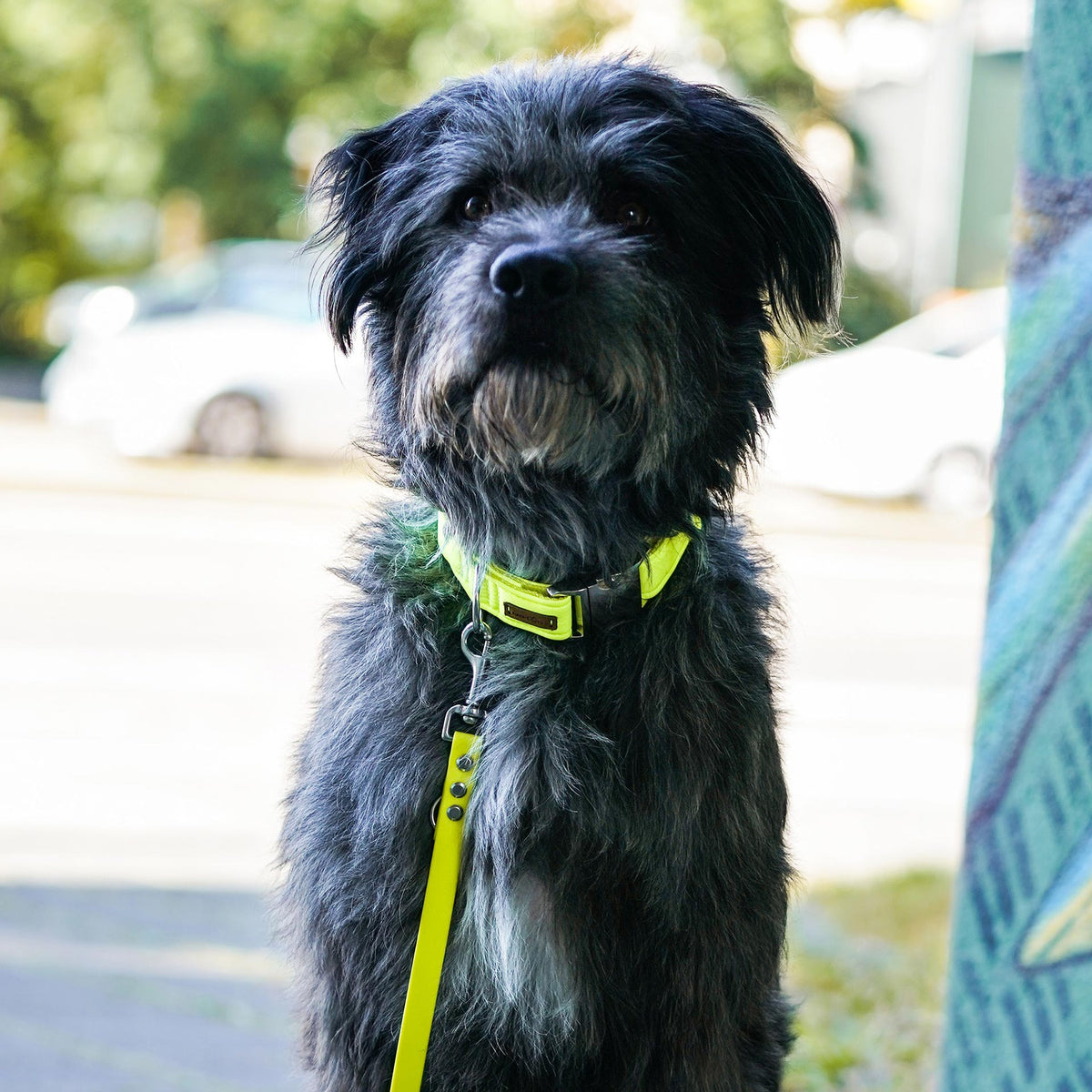 isartau Halsband Softie Neongelb-Grau – Stimmungsbild mit Hund