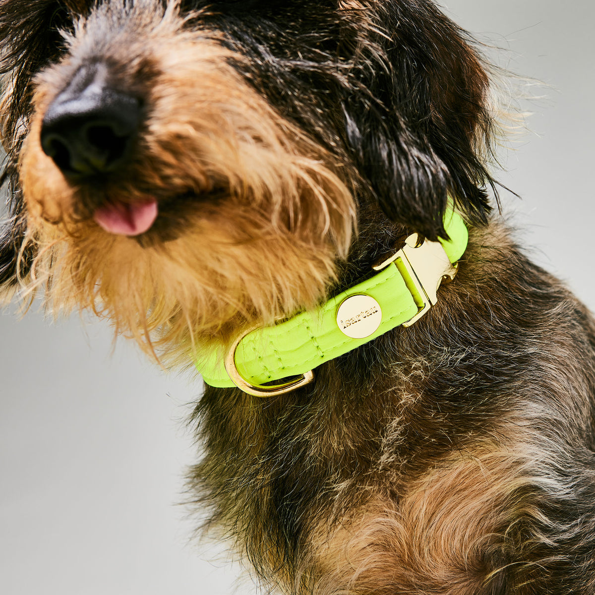 isartau Halsband Softie Neongelb-Grau – Stimmungsbild mit Dackel