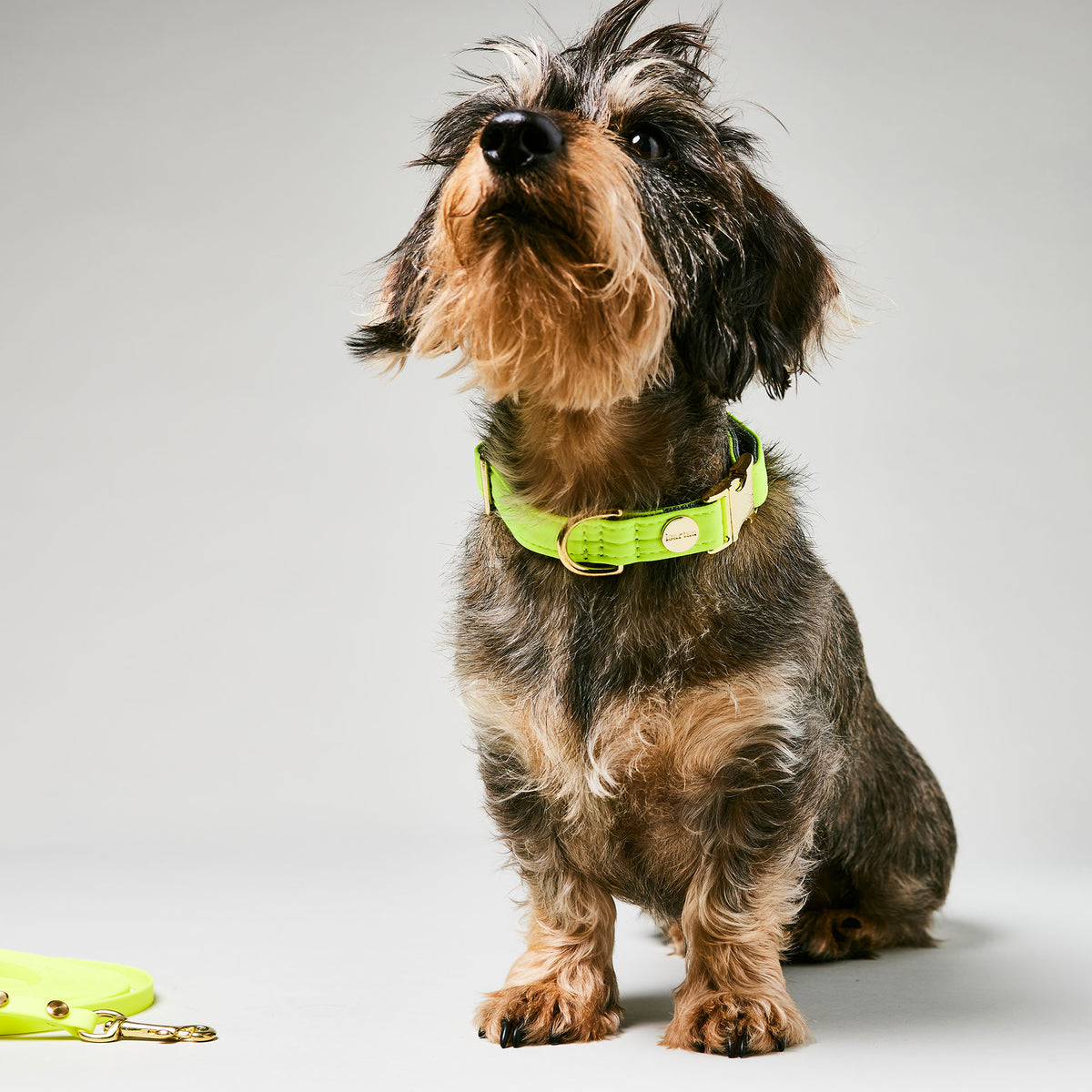 isartau Halsband Softie Neongelb-Grau – Stimmungsbild mit Dackel
