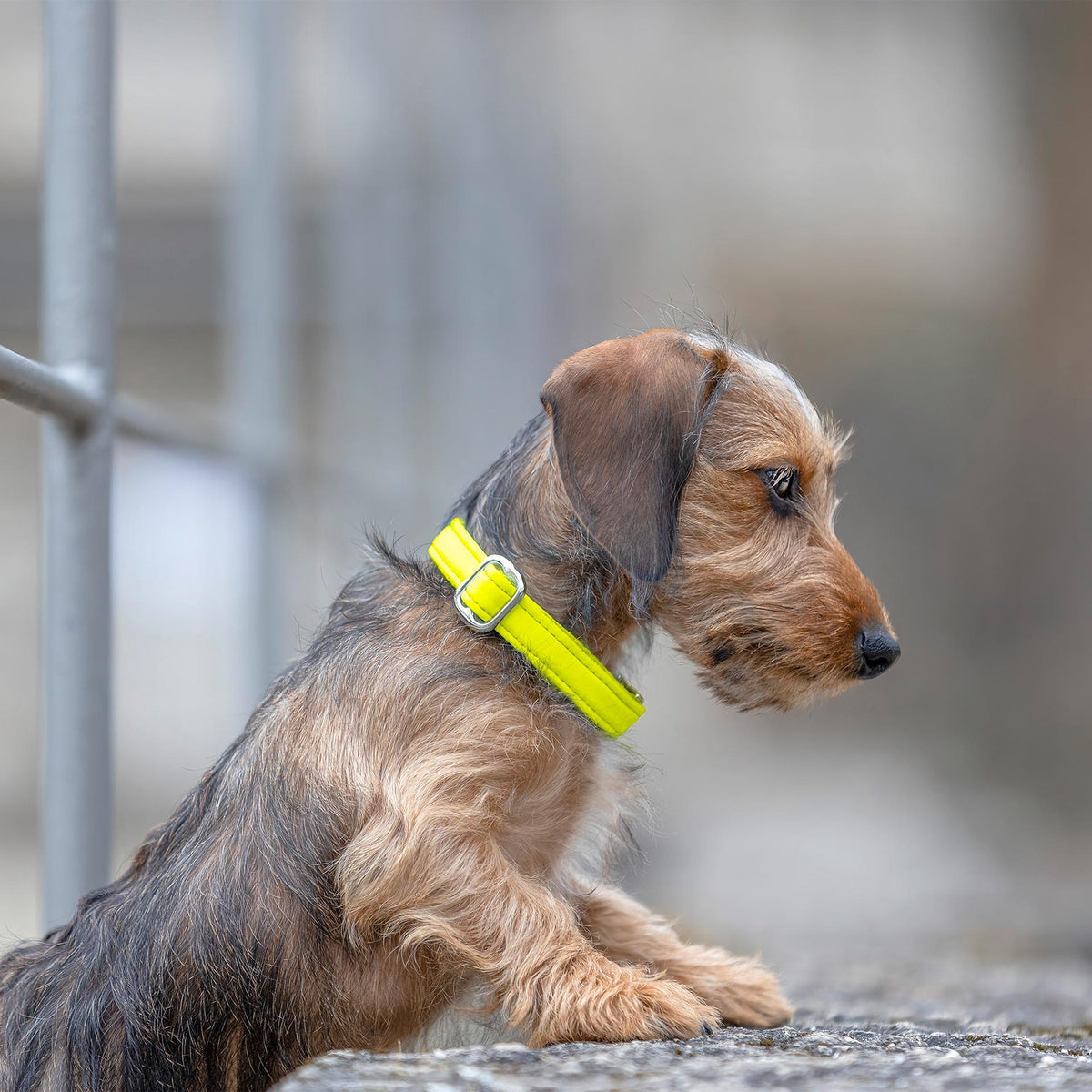 isartau Halsband Softie Neongelb-Grau – Stimmungsbild mit Welpe