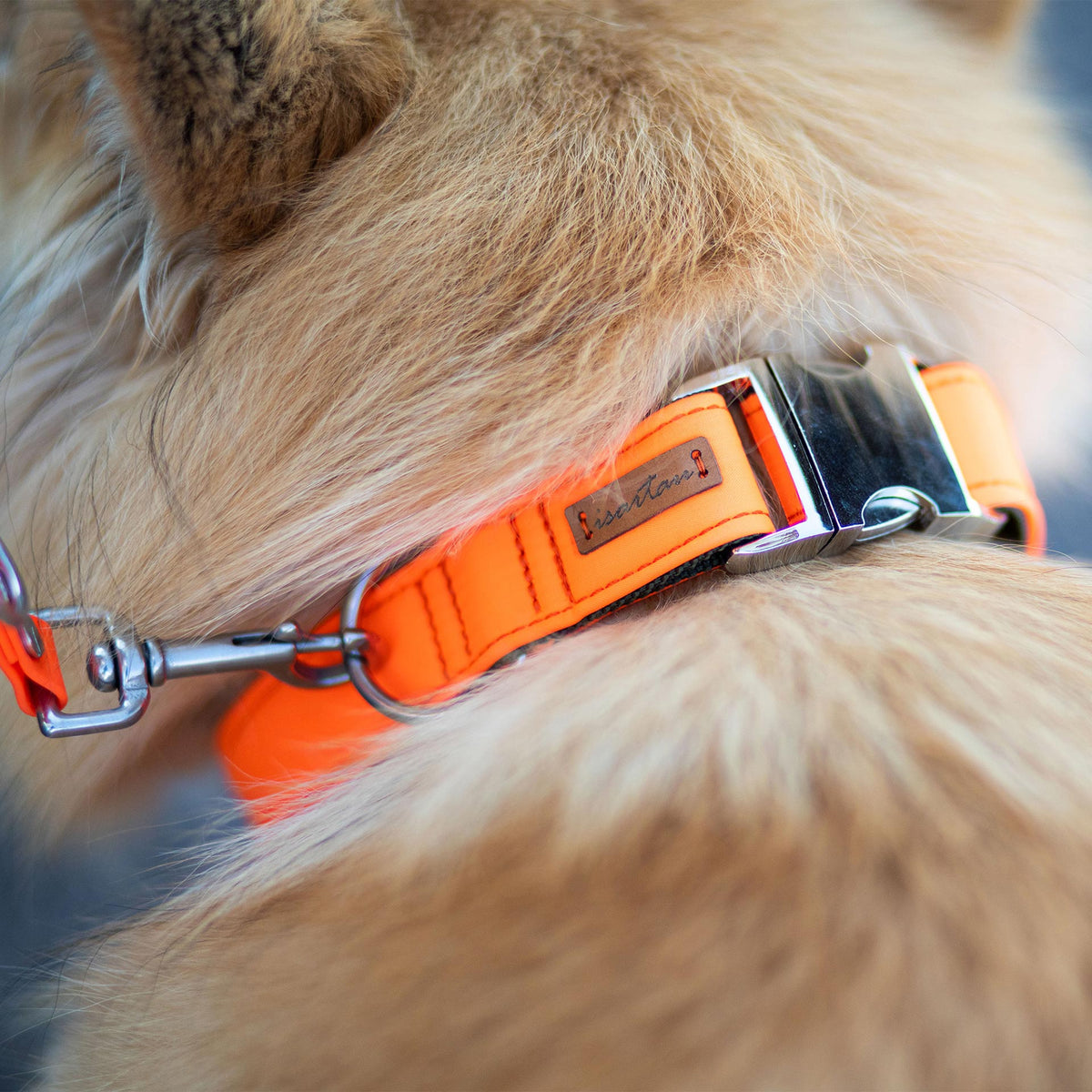 isartau Halsband Softie Neonorange – Stimmungsbild mit Hund