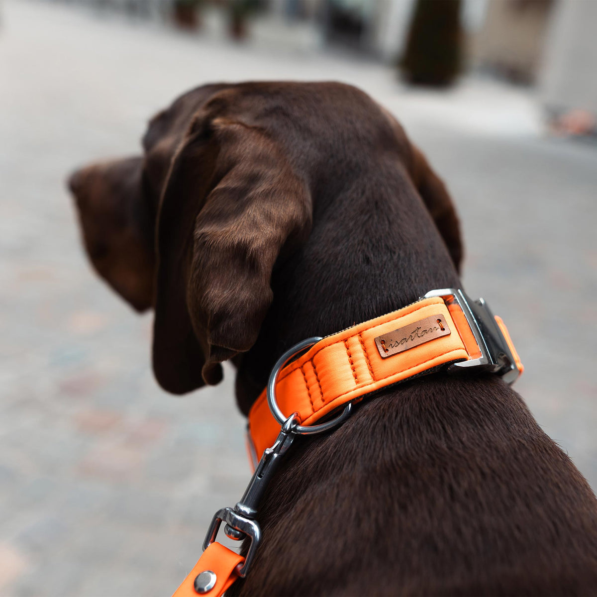 isartau Halsband Softie Neonorange – Stimmungsbild mit Hund