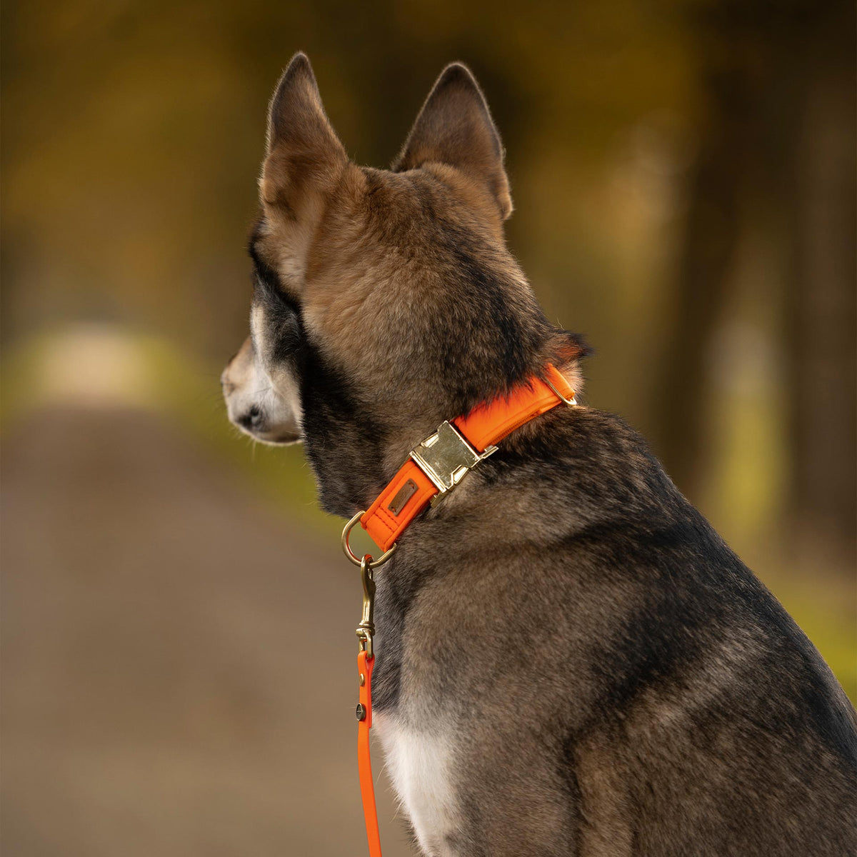 isartau Halsband Softie Neonorange – Stimmungsbild mit Hund