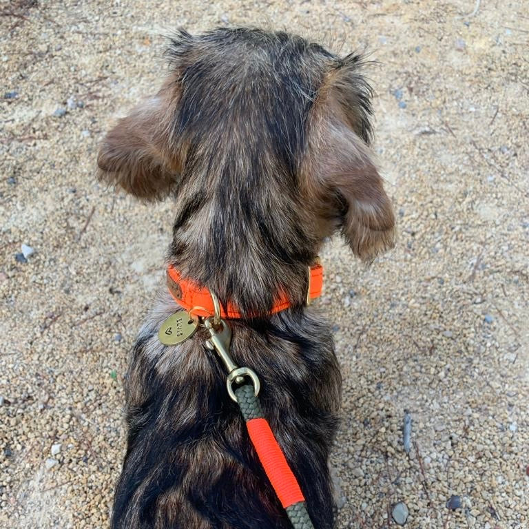 Dackel in Halsband Softie Orange, Größe S