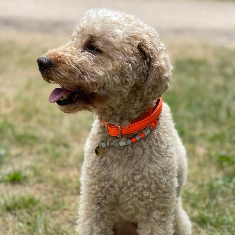 isartau Halsband Softie Neonorange – Stimmungsbild mit Hund