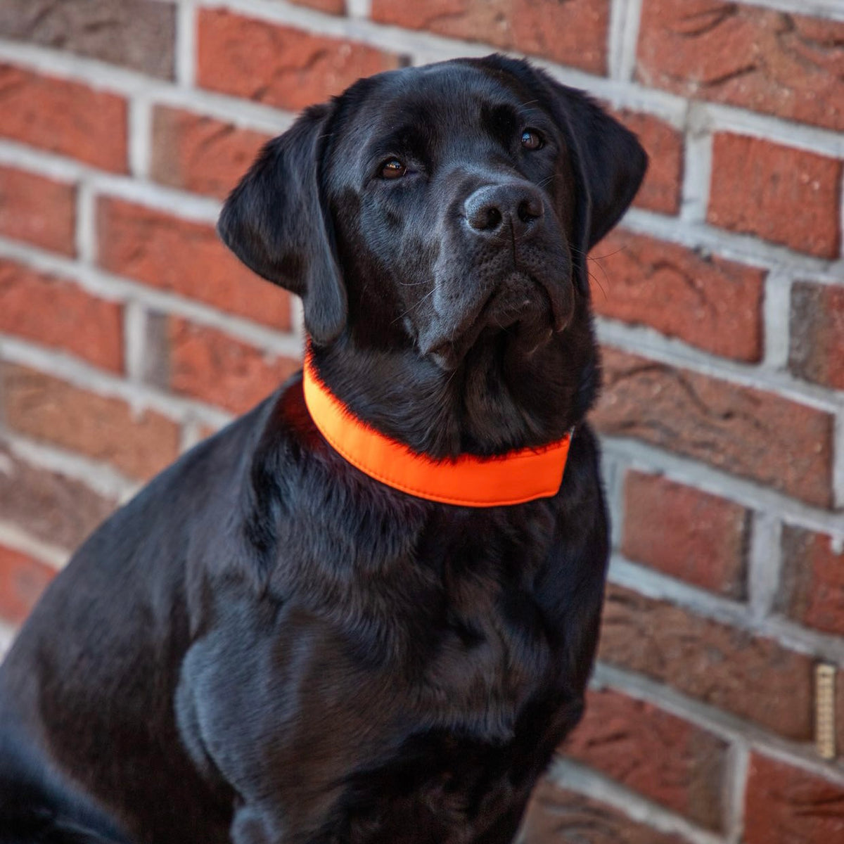 isartau Halsband Softie Neonorange – Stimmungsbild mit Hund