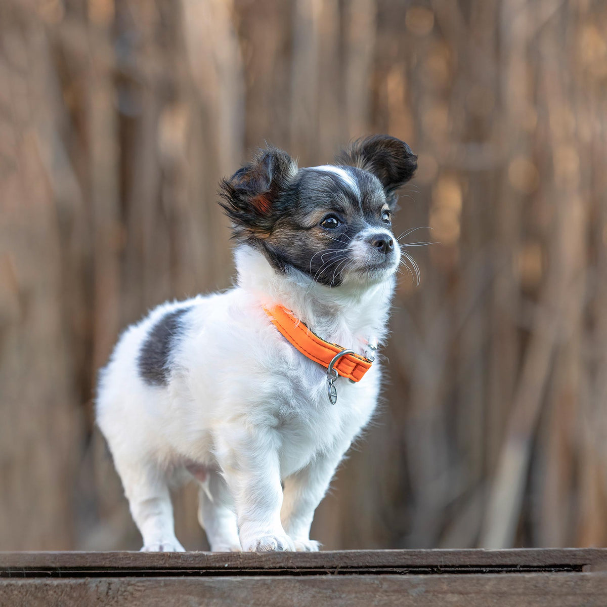 isartau Halsband Softie Neonorange – Stimmungsbild mit Welpe