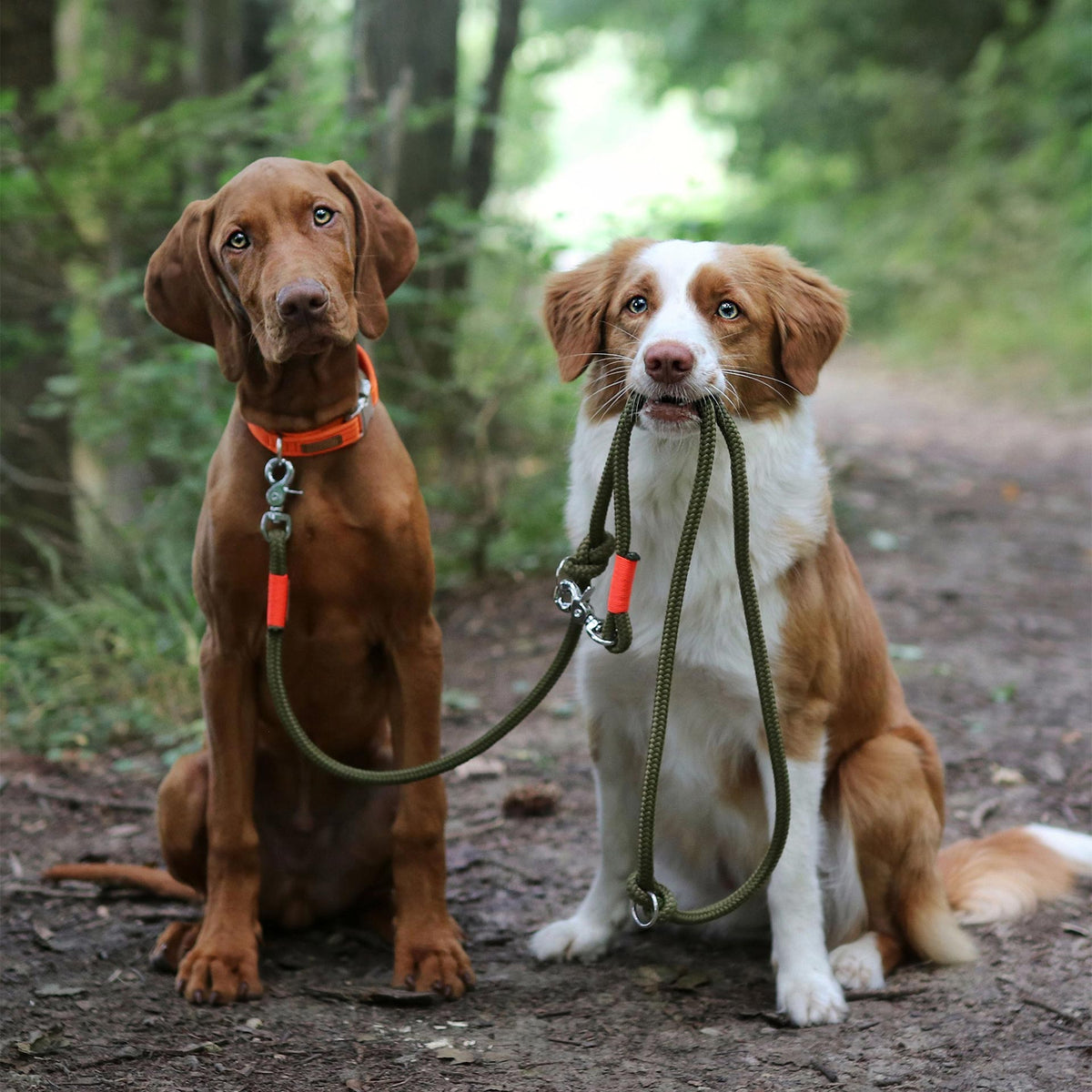 isartau Halsband Softie Neonorange – Stimmungsbild mit Hund und Tauleine