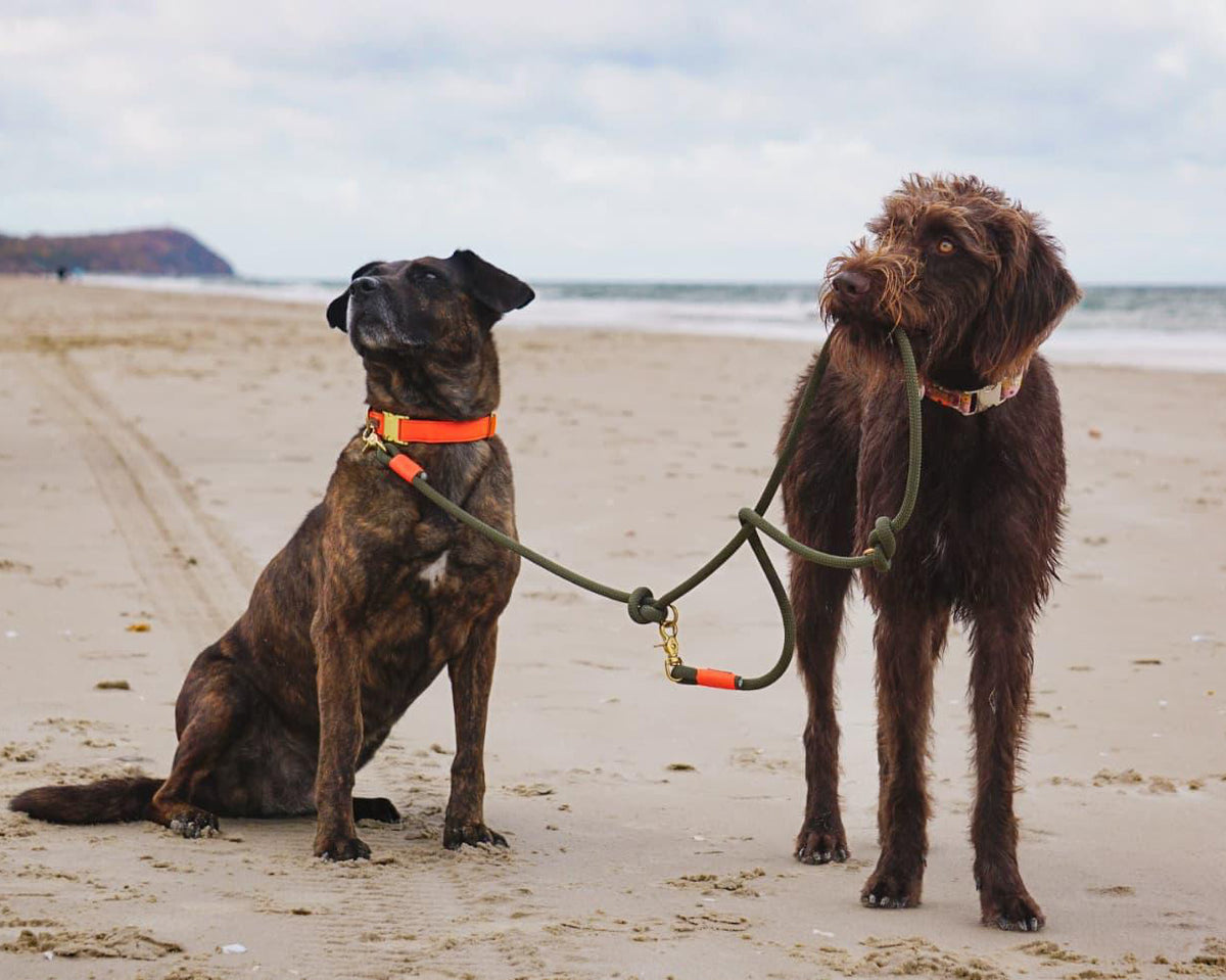 isartau Halsband Softie Neonorange-Oliv – Stimmungsbild mit Hund