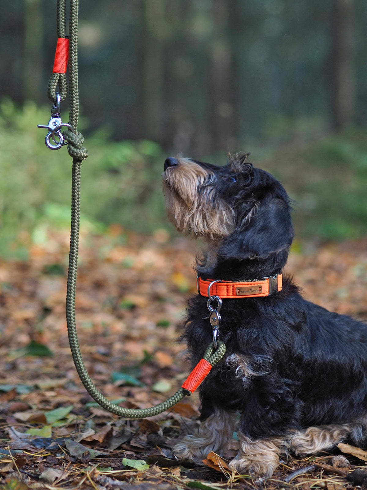 isartau Halsband Softie Neonorange-Oliv – Stimmungsbild mit Hund
