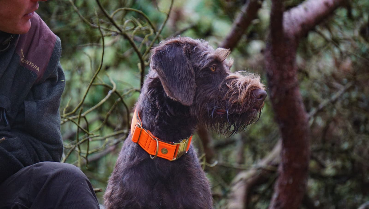 isartau Halsband Softie Neonorange-Oliv – Stimmungsbild mit Hund
