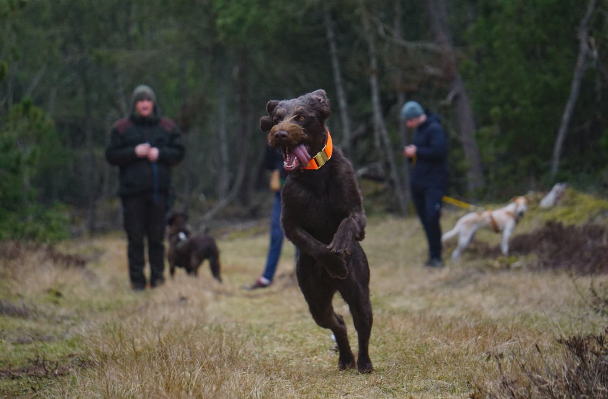 isartau Halsband Softie Neonorange-Oliv – Stimmungsbild mit Hund
