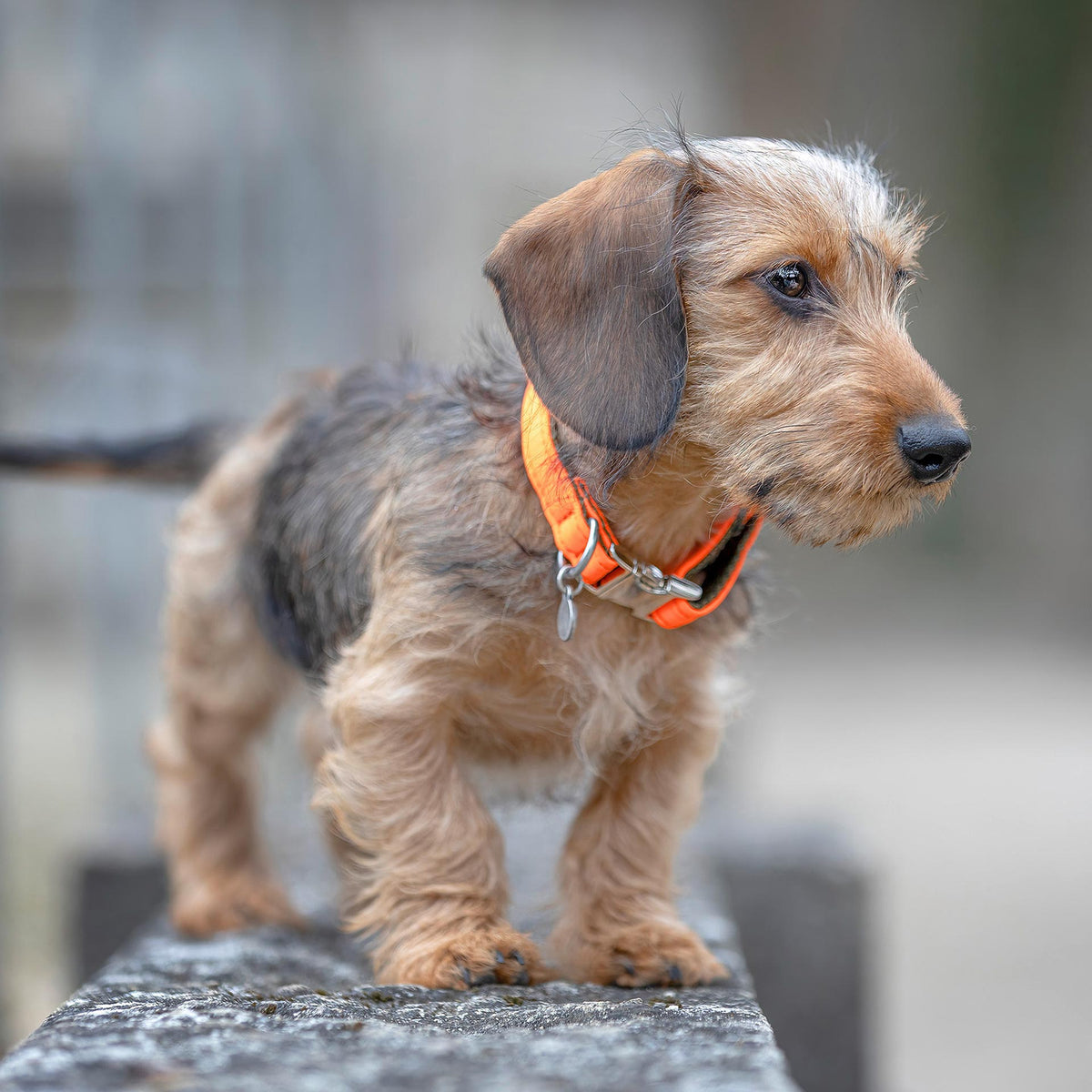 isartau Halsband Softie Neonorange-Oliv – Stimmungsbild mit Welpe