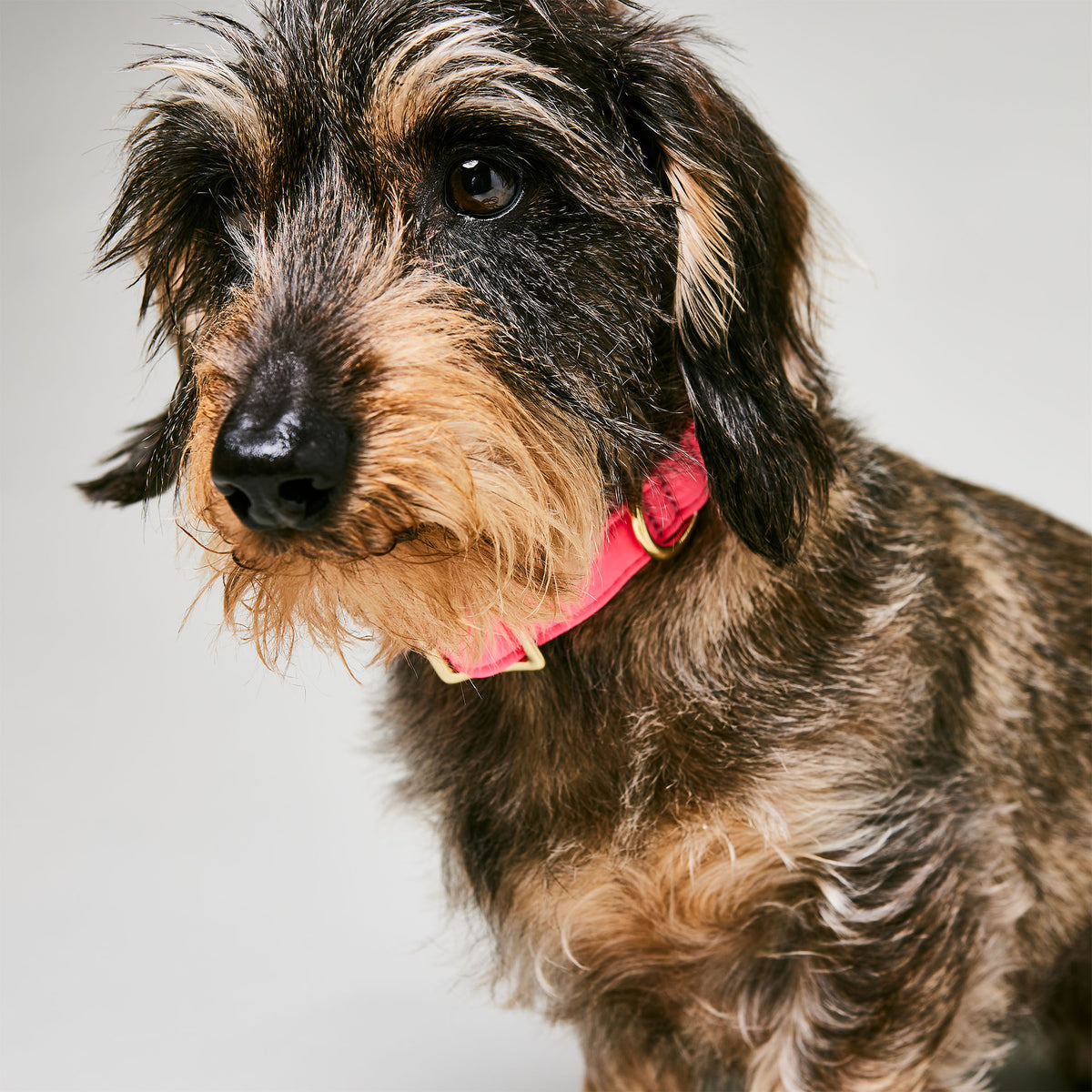 isartau Halsband Softie Neonpink – Stimmungsbild mit Hund