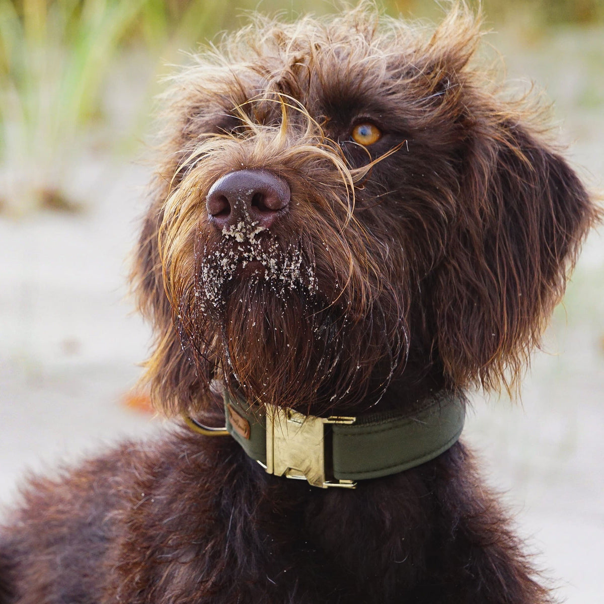 isartau Halsband Softie Oliv – Stimmungsbild mit Hund