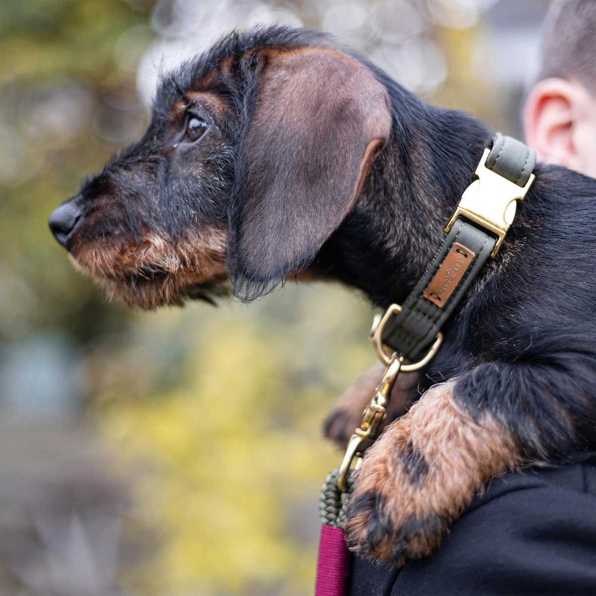 isartau Halsband Softie Oliv – Stimmungsbild mit Hund