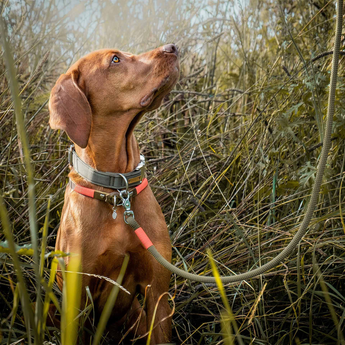 isartau Halsband Softie Oliv – Stimmungsbild mit Hund