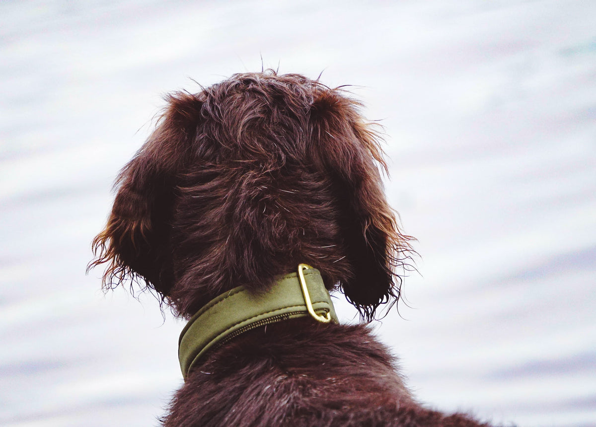 isartau Halsband Softie Oliv – Stimmungsbild mit Hund