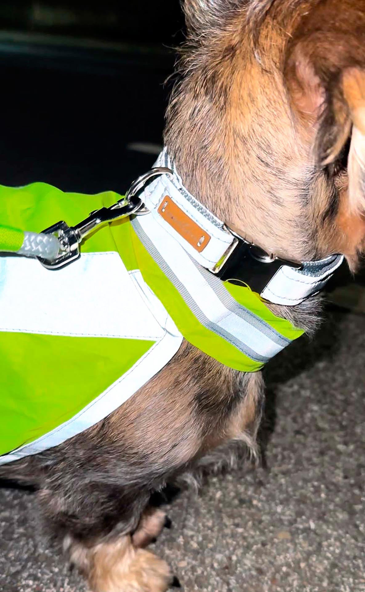 isartau reflektierendes Halsband Softie – Stimmungsbild mit Hund in Warnweste