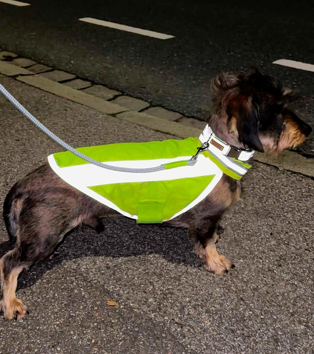 isartau reflektierendes Halsband Softie – Stimmungsbild mit Hund in Warnweste und Tauleine