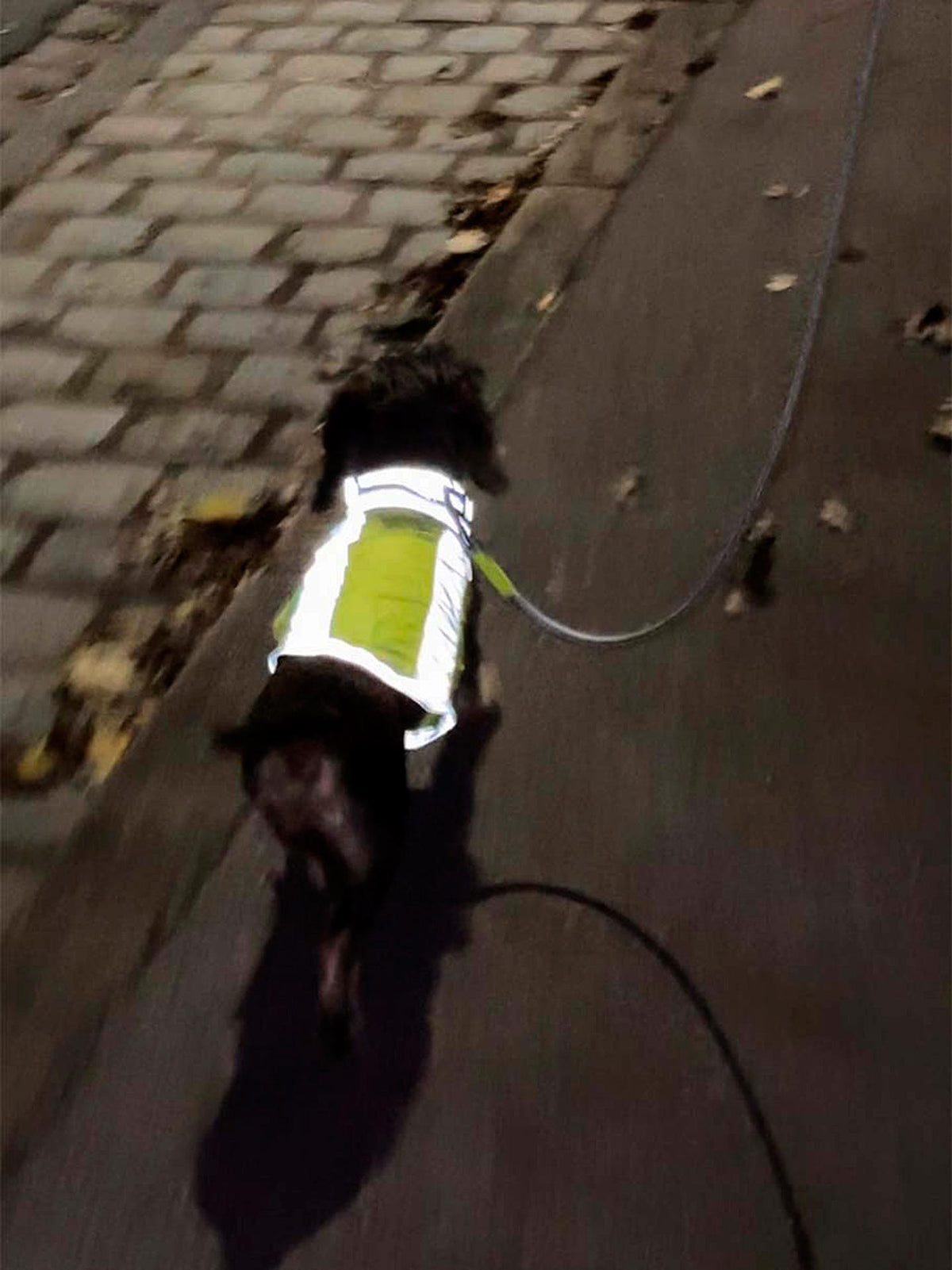 isartau reflektierendes Halsband Softie – Stimmungsbild mit Hund in Warnweste und Tauleine