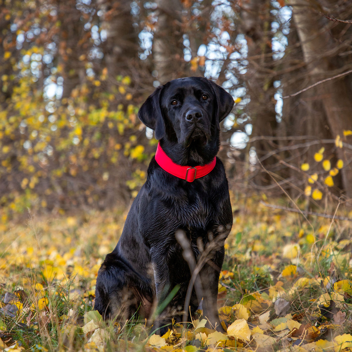isartau Halsband Softie Rot – Stimmungsbild mit Hund