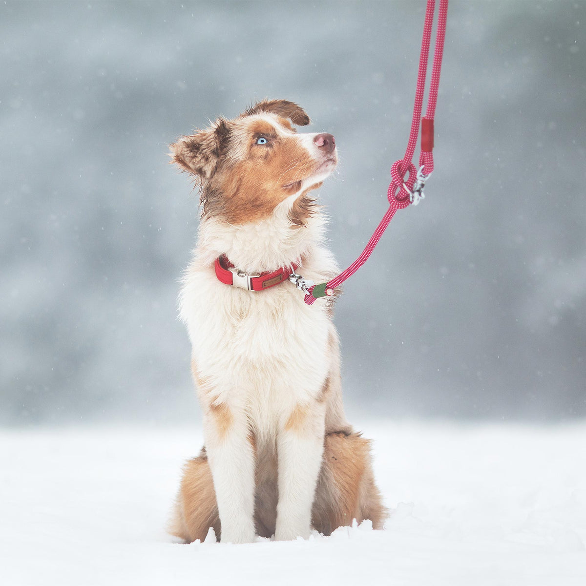 isartau Halsband Softie Rot – Stimmungsbild mit Hund
