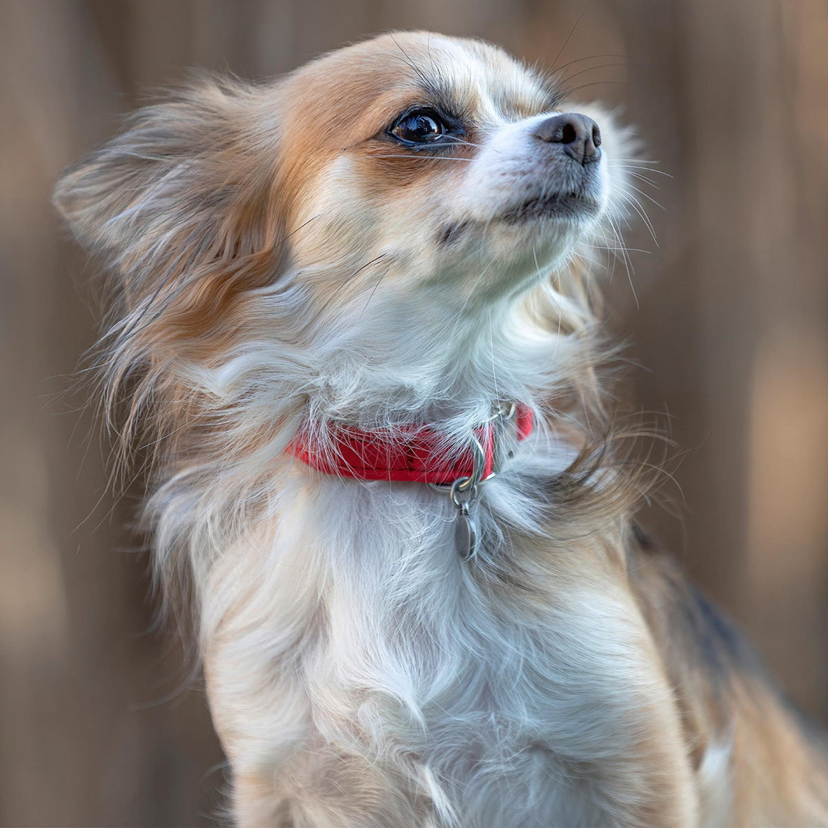 isartau Halsband Softie Rot – Stimmungsbild mit Hund