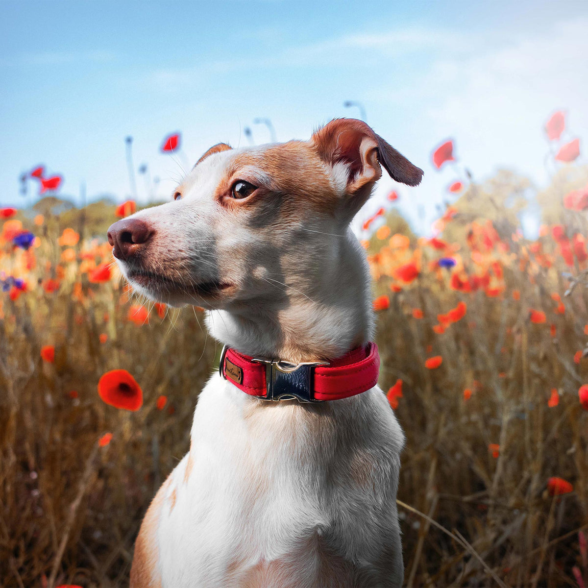 isartau Halsband Softie Rot – Stimmungsbild mit Hund