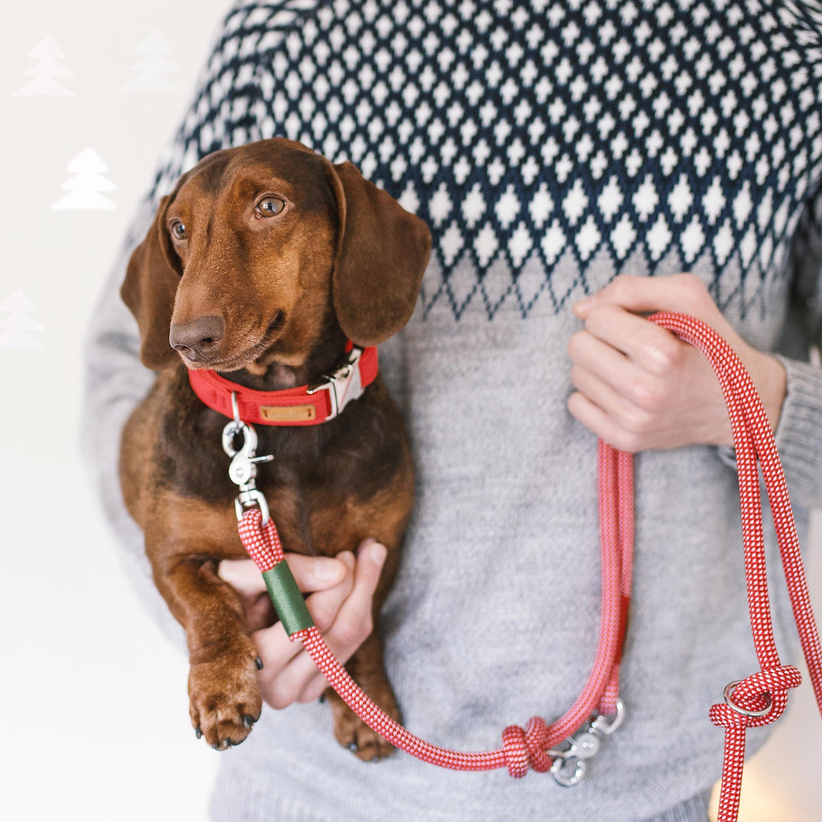 isartau Halsband Softie Rot – Stimmungsbild mit Hund