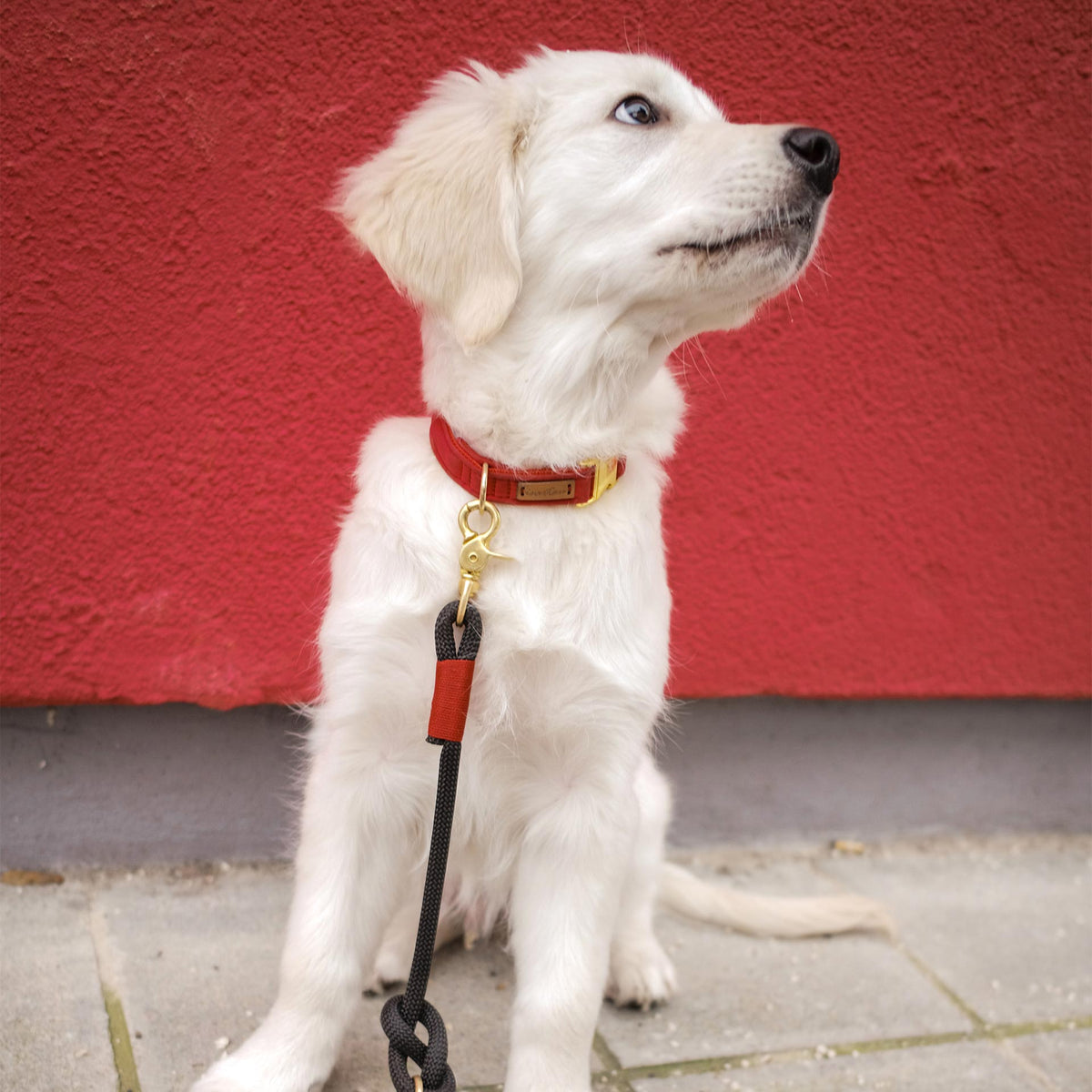 isartau Halsband Softie Rot – Stimmungsbild mit Welpe