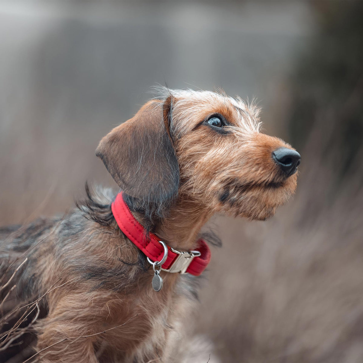 isartau Halsband Softie Rot – Stimmungsbild mit Welpe