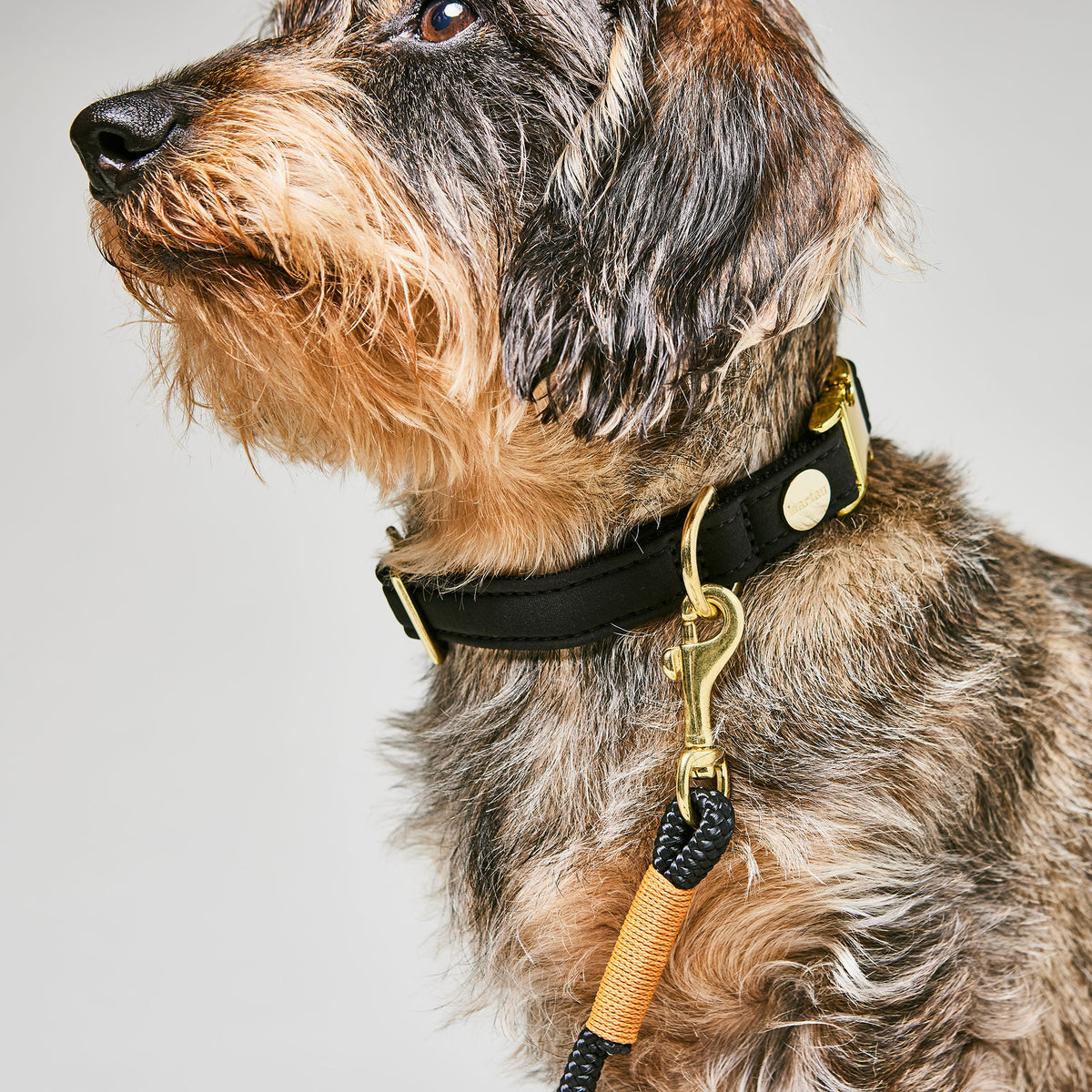 isartau Halsband Softie Schwarz – Stimmungsbild mit Dackel
