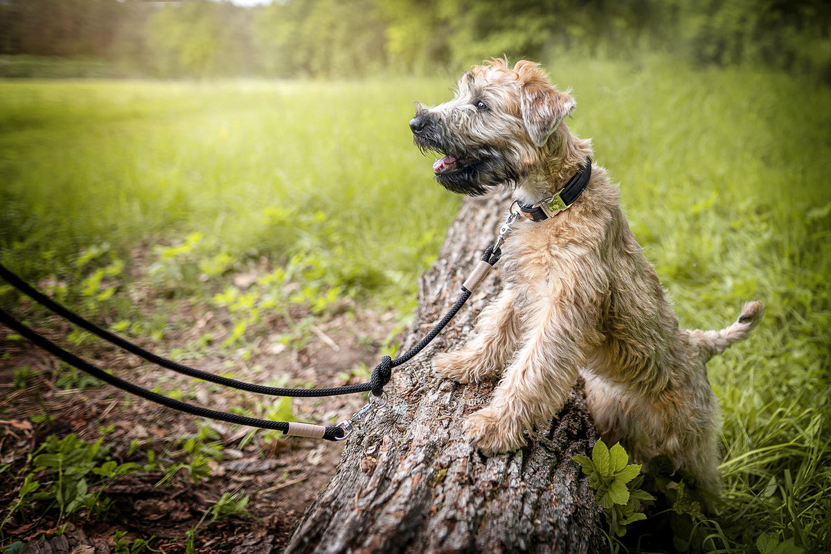 isartau Halsband Softie Schwarz – Stimmungsbild mit Hund und Tauleine
