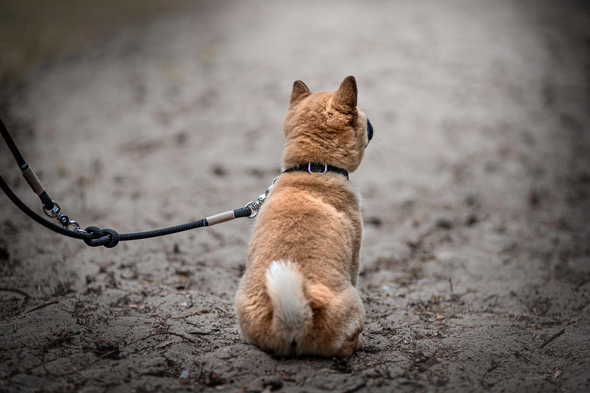 isartau Halsband Softie Schwarz – Stimmungsbild mit Hund und Tauleine
