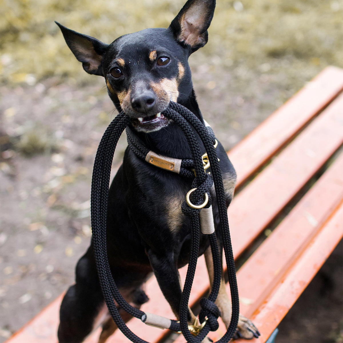 isartau Black Mamba Beige – Stimmungsbild mit Hund, Farbkombination