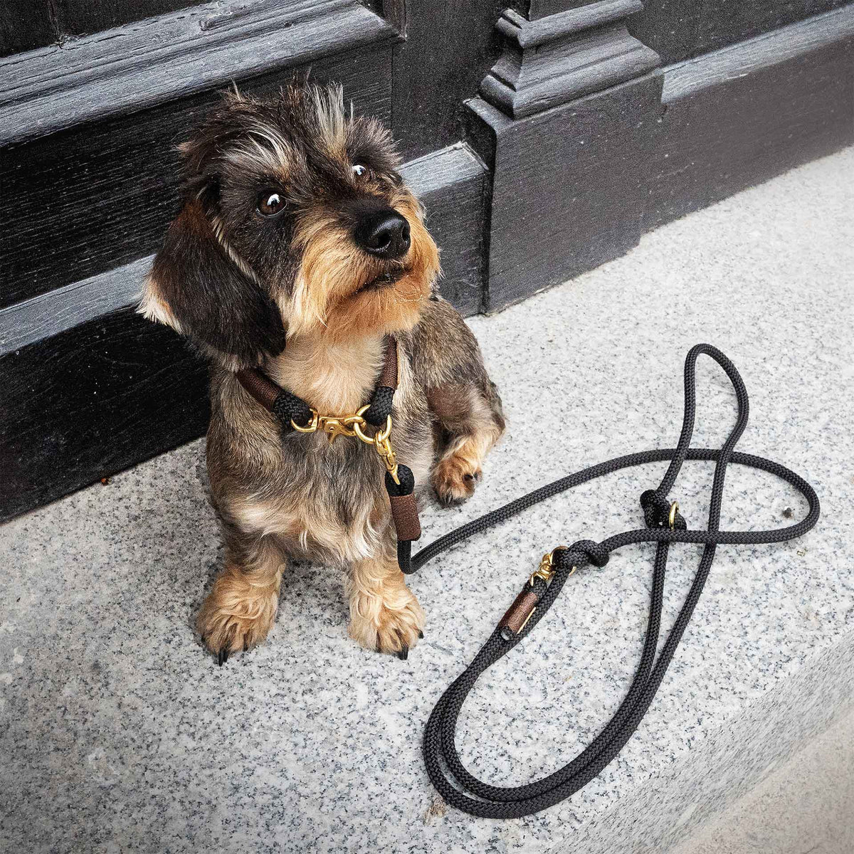 isartau Tauhalsband Black Mamba Dunkelbraun, feste Halsung – Stimmungsbild mit Hund