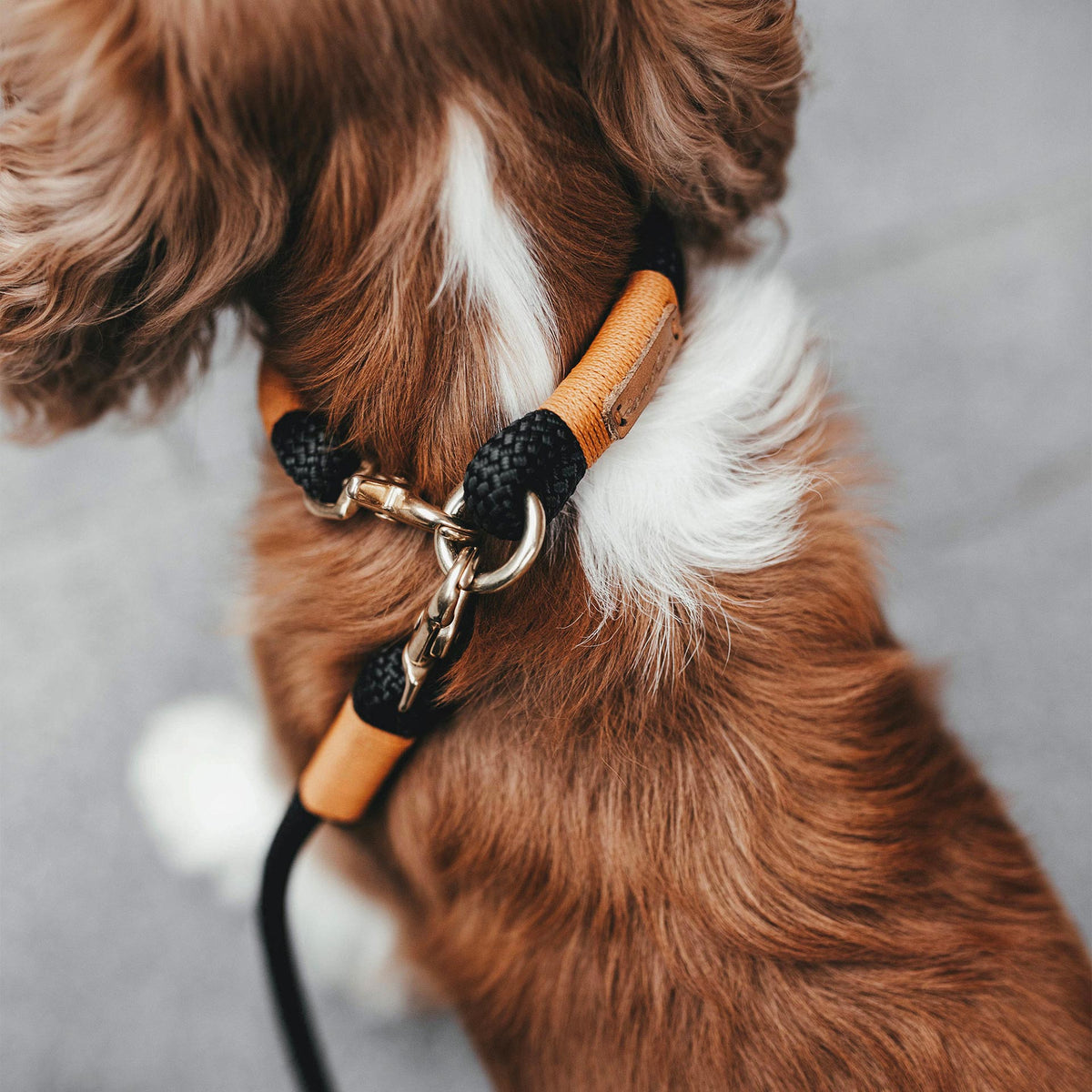 isartau Tauhalsband Black Mamba Rost-Orange, feste Halsung – Stimmungsbild mit Hund