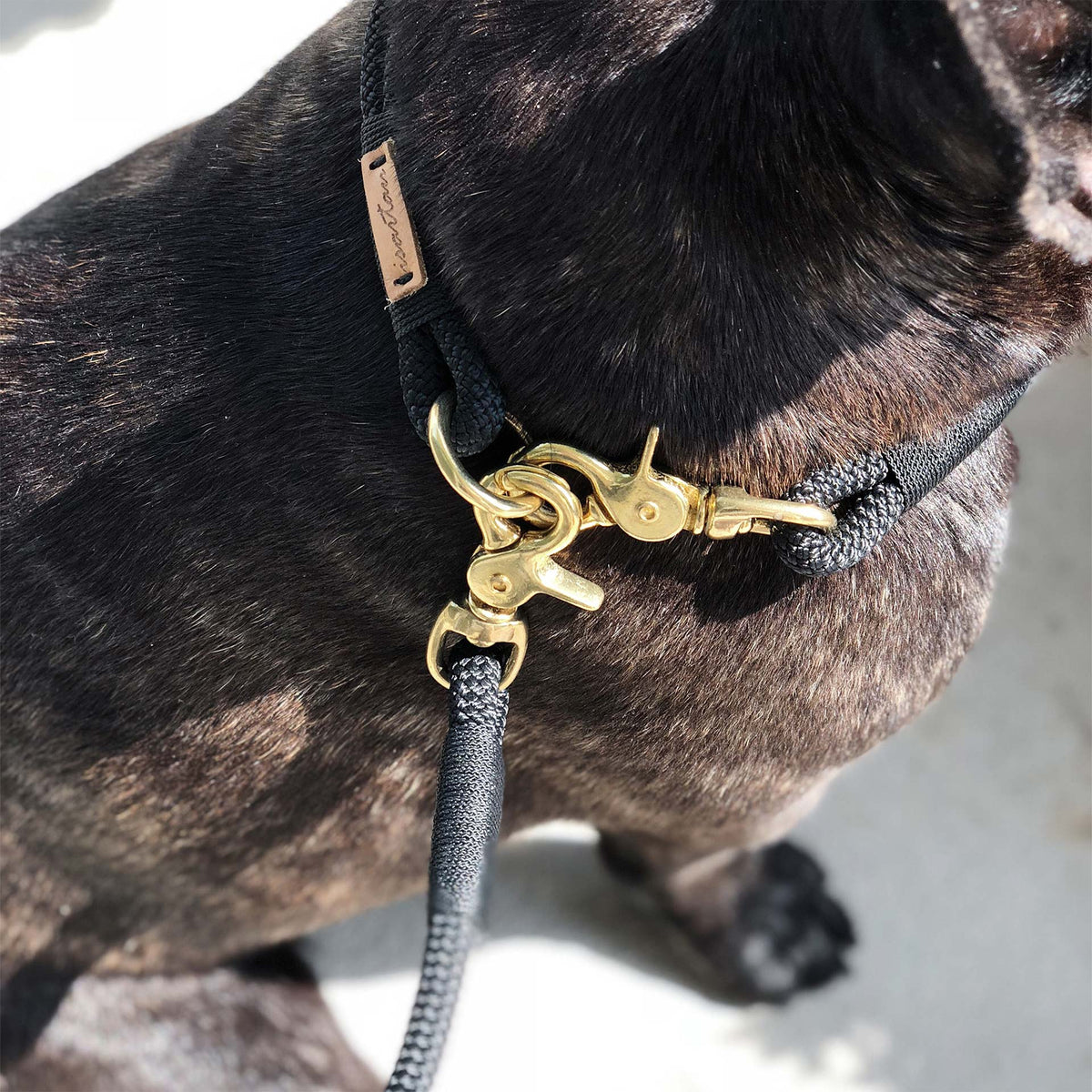 isartau Black Mamba Schwarz – Stimmungsbild mit Hund