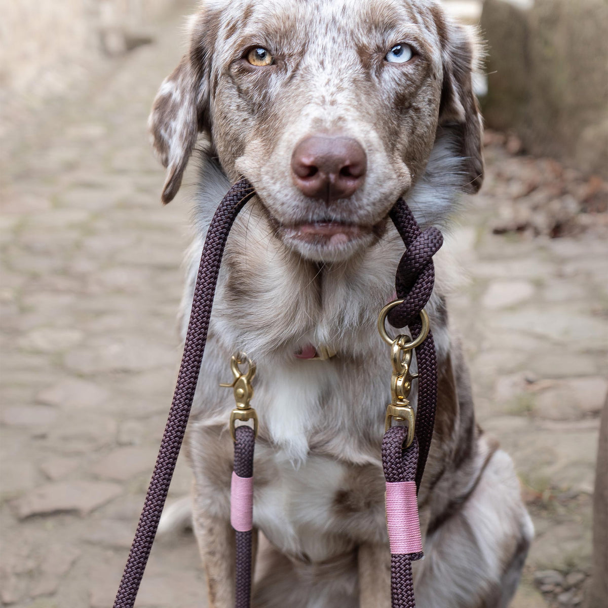 isartau Tauhalsband Classy Chestnut Rose, feste Halsung – Stimmungsbild mit Hund