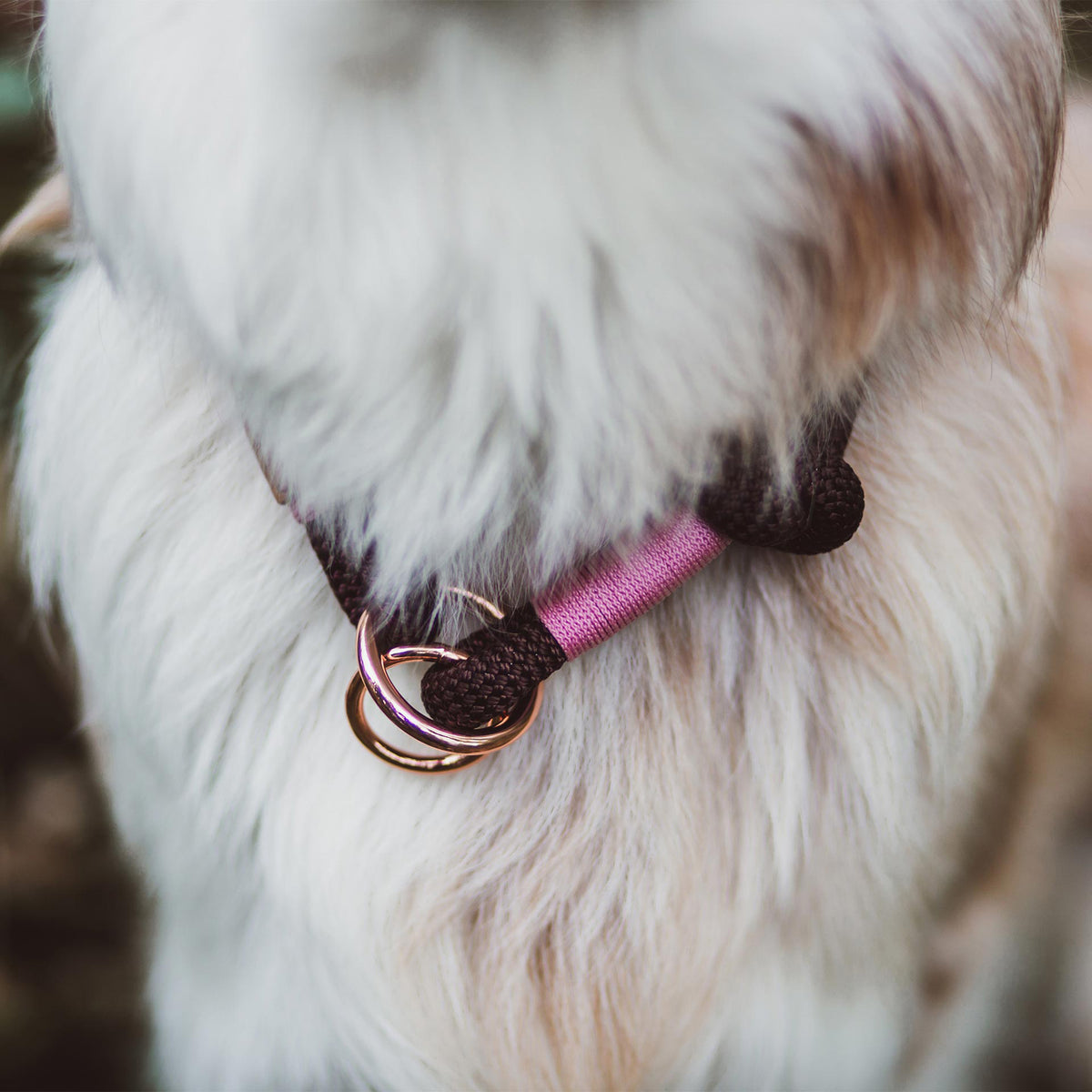 isartau Tauhalsband Classy Chestnut Rose, Zugstopp – Stimmungsbild mit Hund