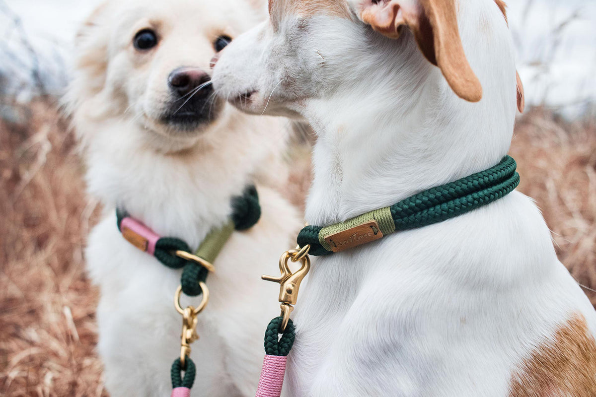 isartau Tauhalsband Evergreen Rose-Grün, Zugstopp – Stimmungsbild mit Hund