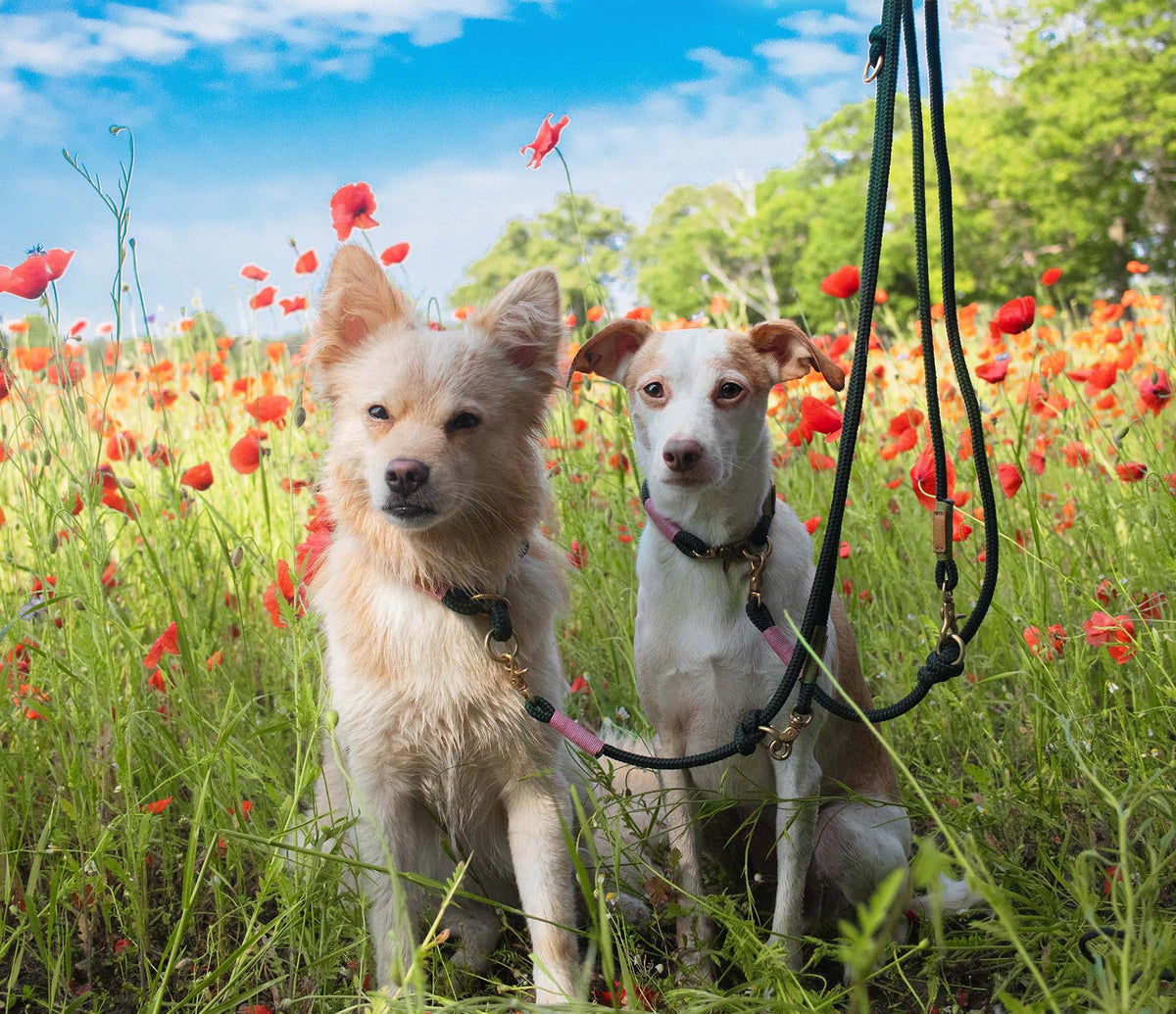 isartau Evergreen Rose-Grün – Stimmungsbild mit Hund