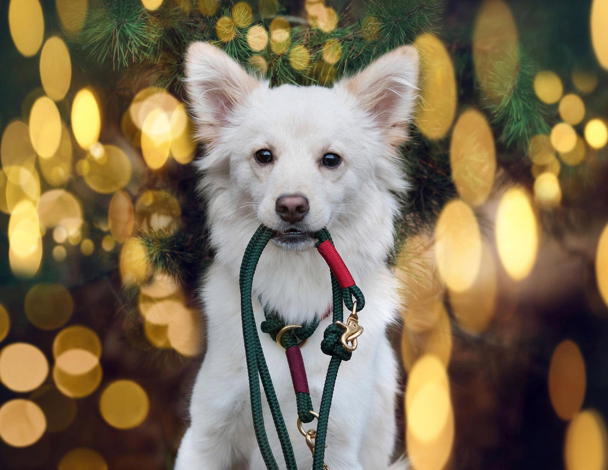 isartau Evergreen Rot-Burgunder – Stimmungsbild mit Hund