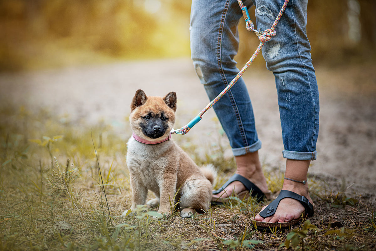 isartau Easy Summer Hellblau – Stimmungsbild mit Hund