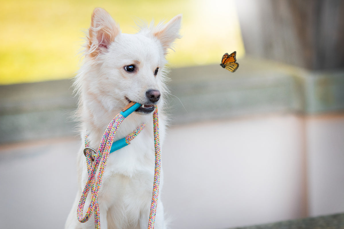 isartau Easy Summer Hellblau – Stimmungsbild mit Hund